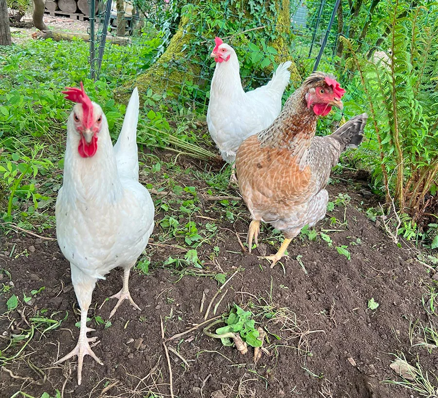 A small flock of chickens foraging in a garden.