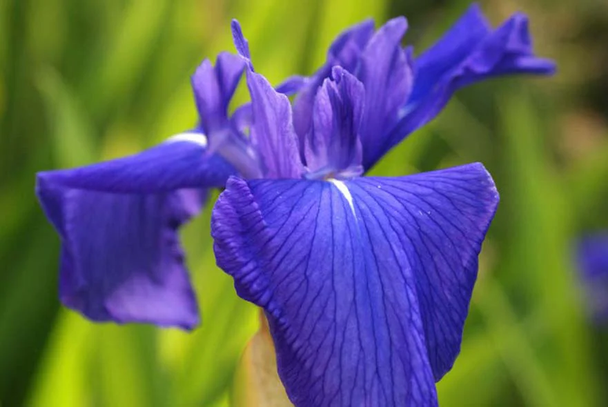 Purple and yellow Iris flowers growing in the cottage garden pond.