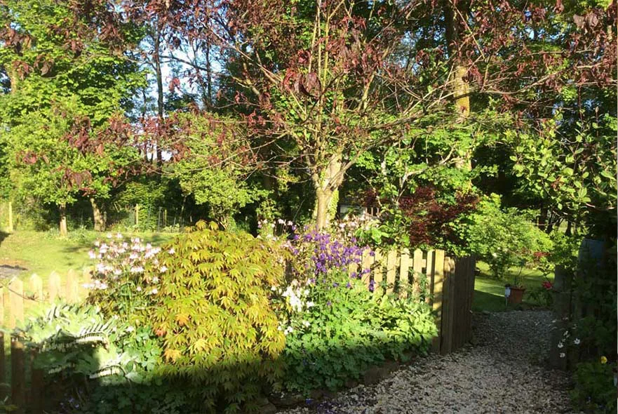 The middle lawns of the cottage garden, showing the path leading down from the picket fence and newly planted trees.