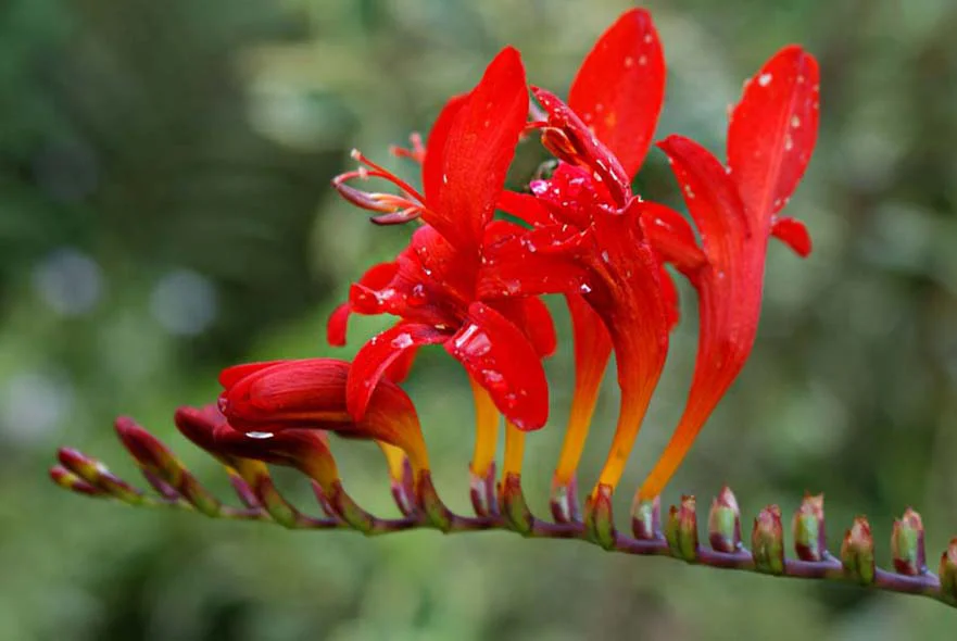 Close-up of vibrant red Montbretia Crocosima Lucifer flowers in the cottage garden.
