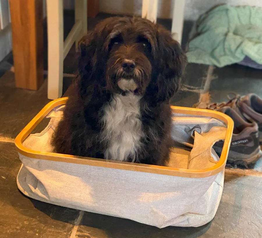 Lily, a white dog, curled up playfully inside a wicker basket.