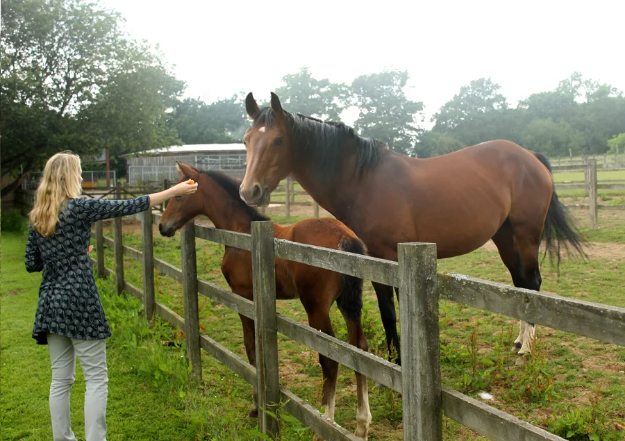 Melanie taking photographs of horses in a field with Lily nearby.
