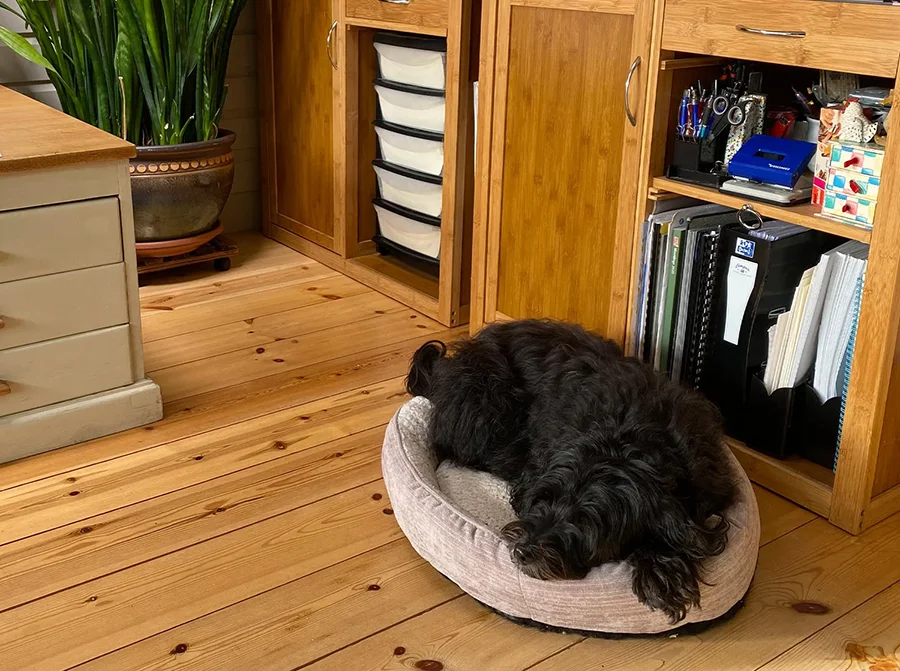 Lily, a dog, relaxing comfortably on one of her many beds in the art studio.