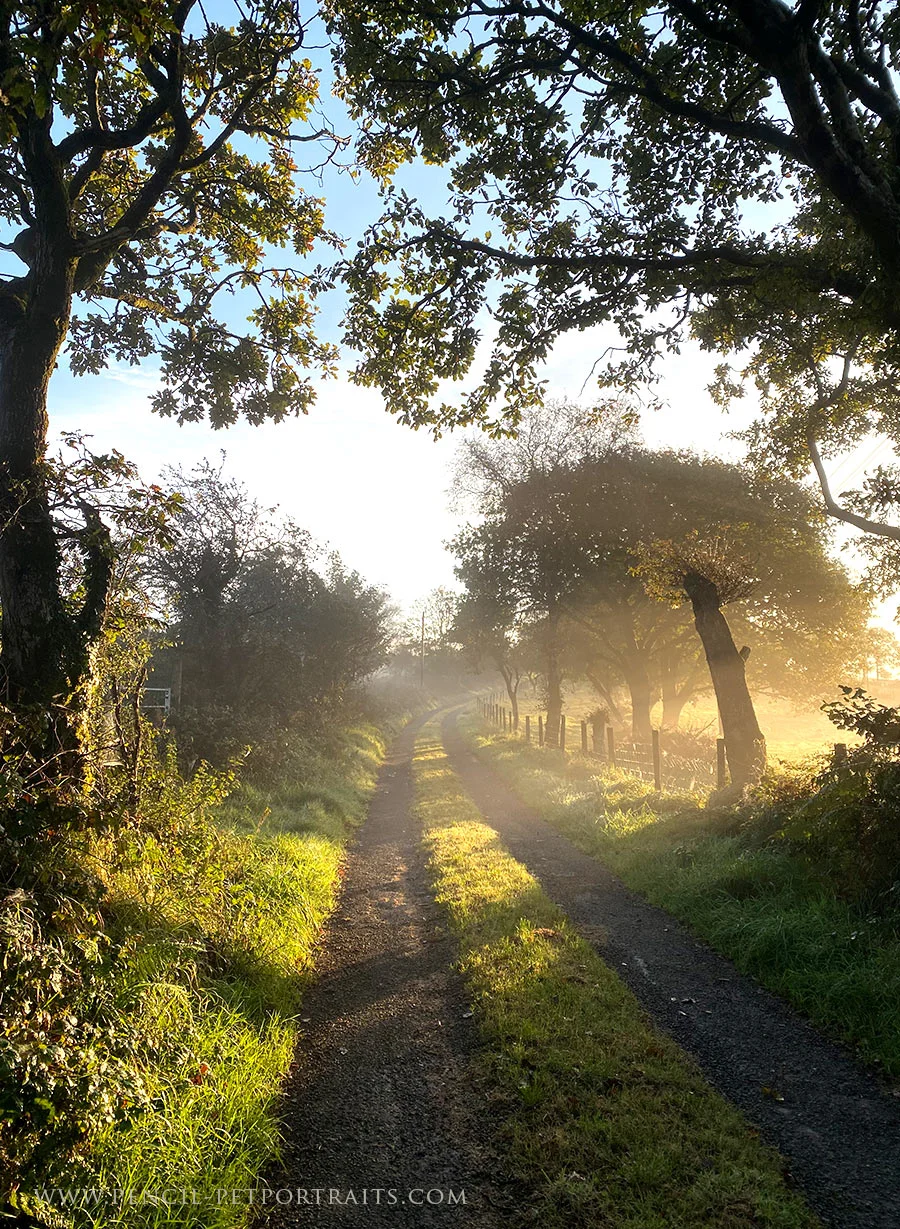 Golden sunlight illuminating the countryside in West Wales.