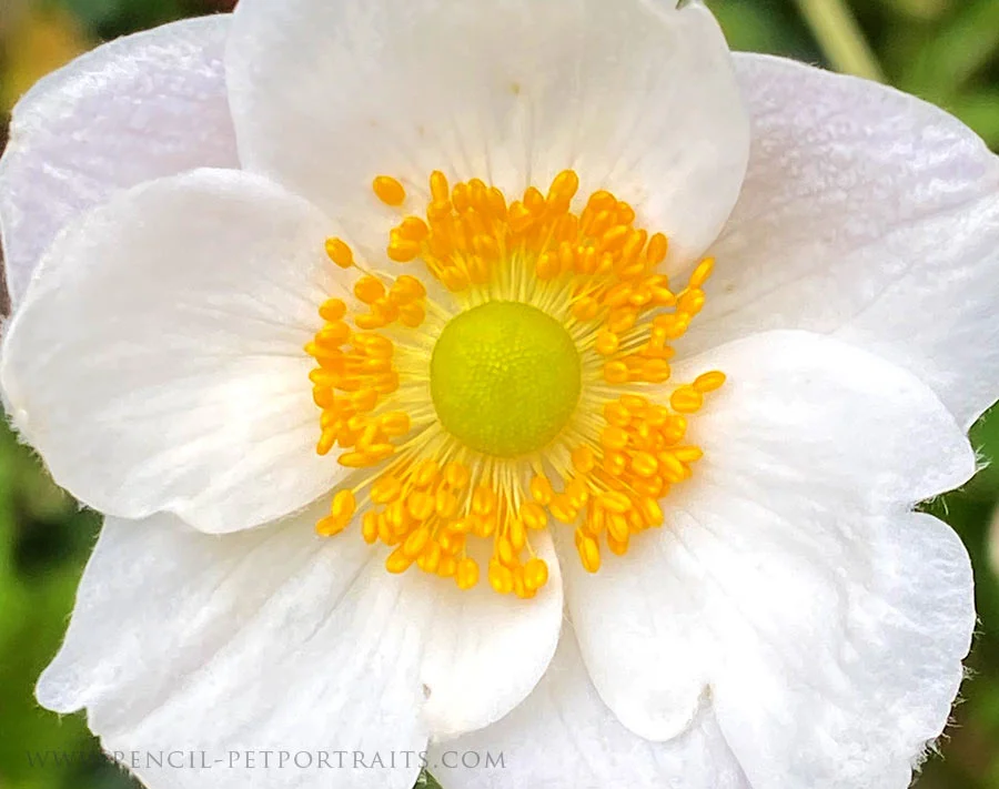 Delicate pink and white Japanese anemone flowers in a garden.