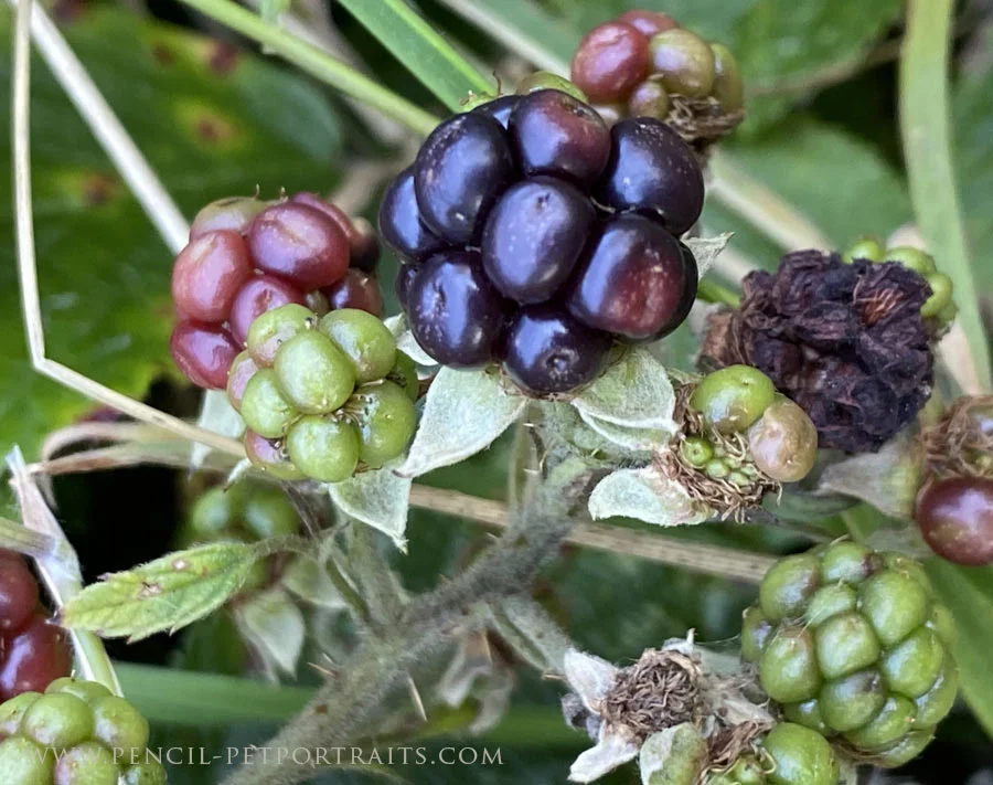 Close-up of ripe, dark blackberries on a bush.