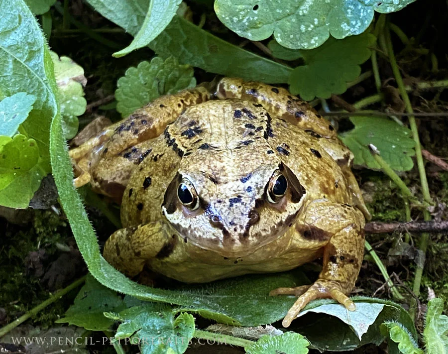 A small green frog camouflaged among leaves or grass.