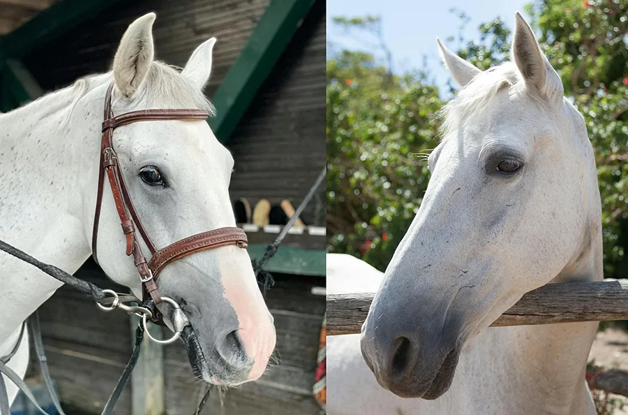 A horse photographed without tack in a natural outdoor setting, demonstrating the ideal photo for a tack-free horse portrait.