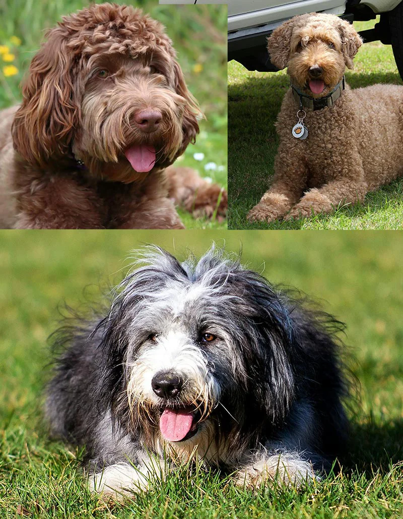 A photo of two dogs positioned separately, illustrating how to photograph multiple pets for a combined portrait.