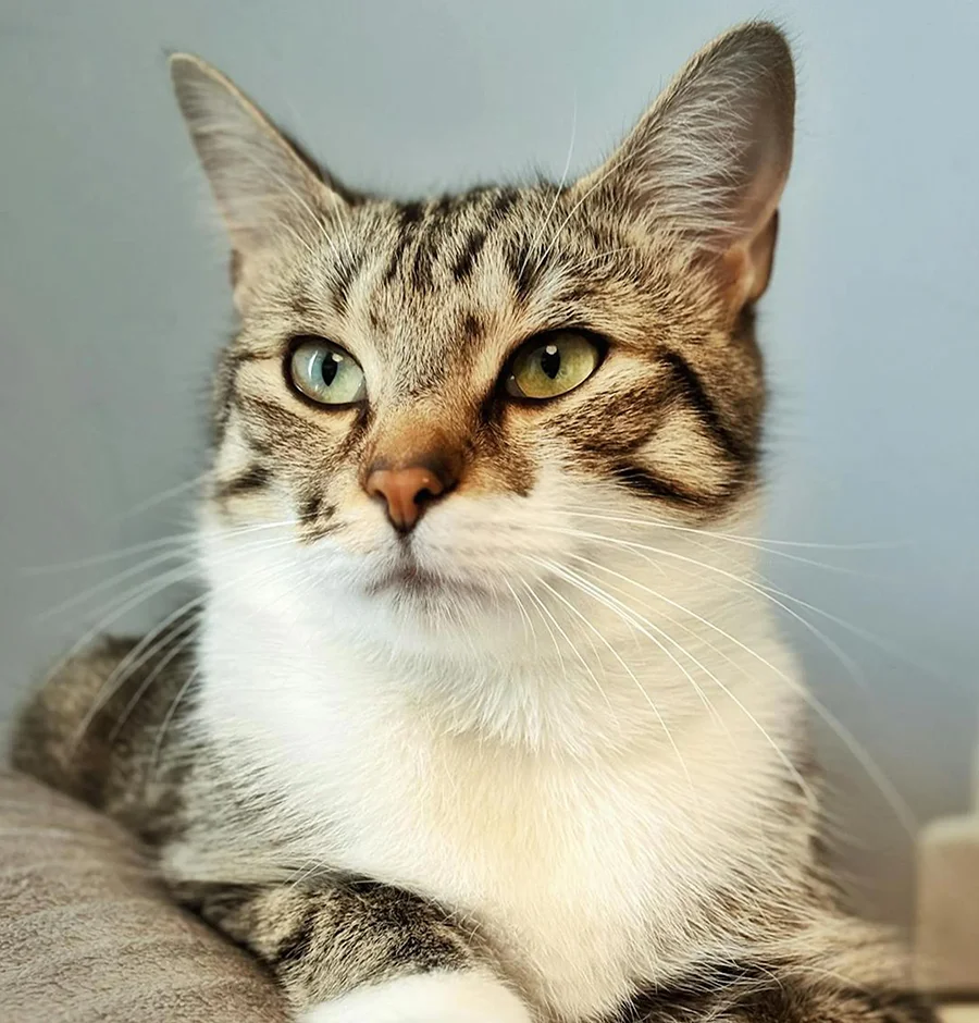 A cat named Shadow sitting on a plain, light-colored background, demonstrating the benefit of simple backgrounds for pet photography.
