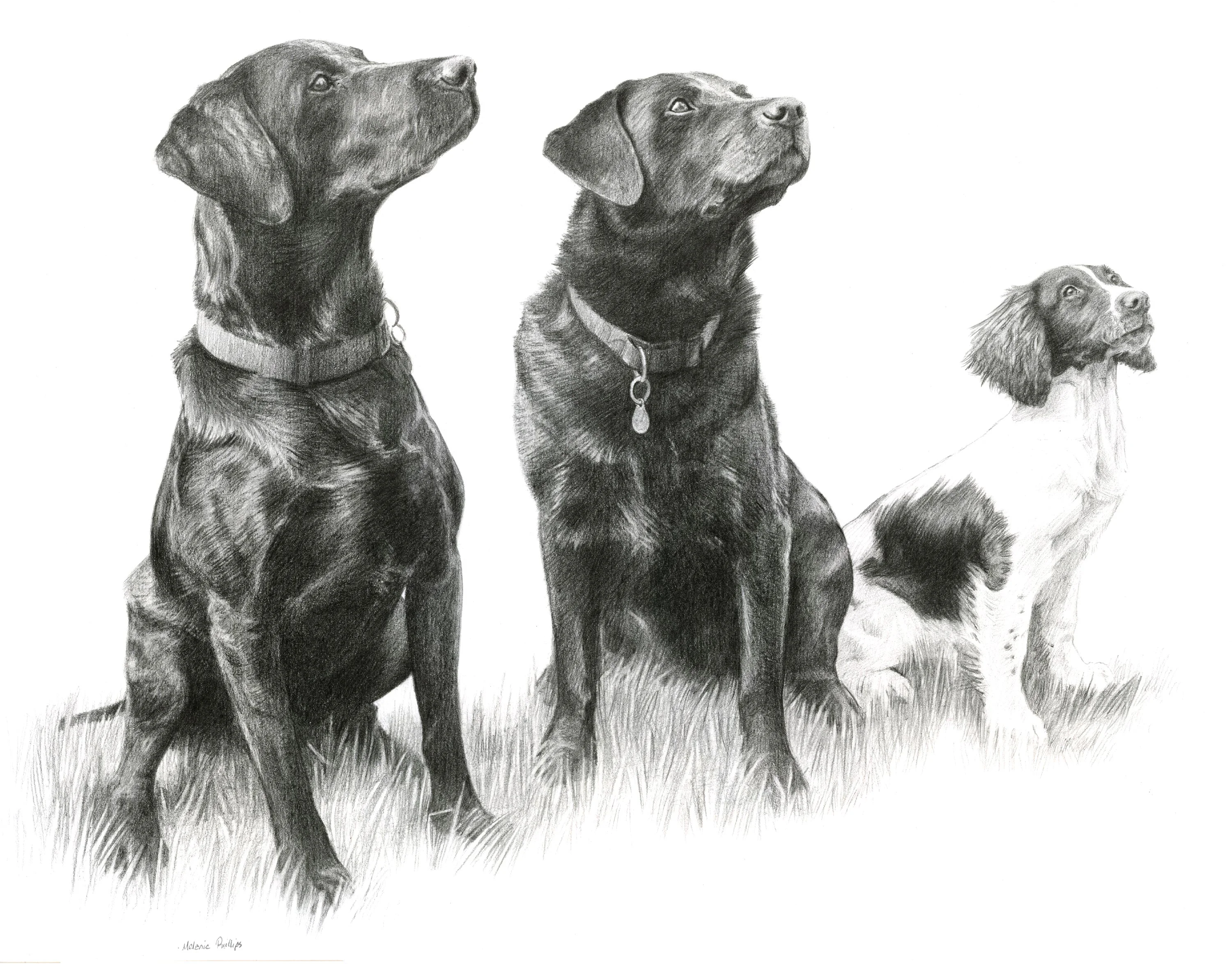 Detailed black Labrador pencil portrait of Dexter, Tui, and Perdy by Melanie Phillips