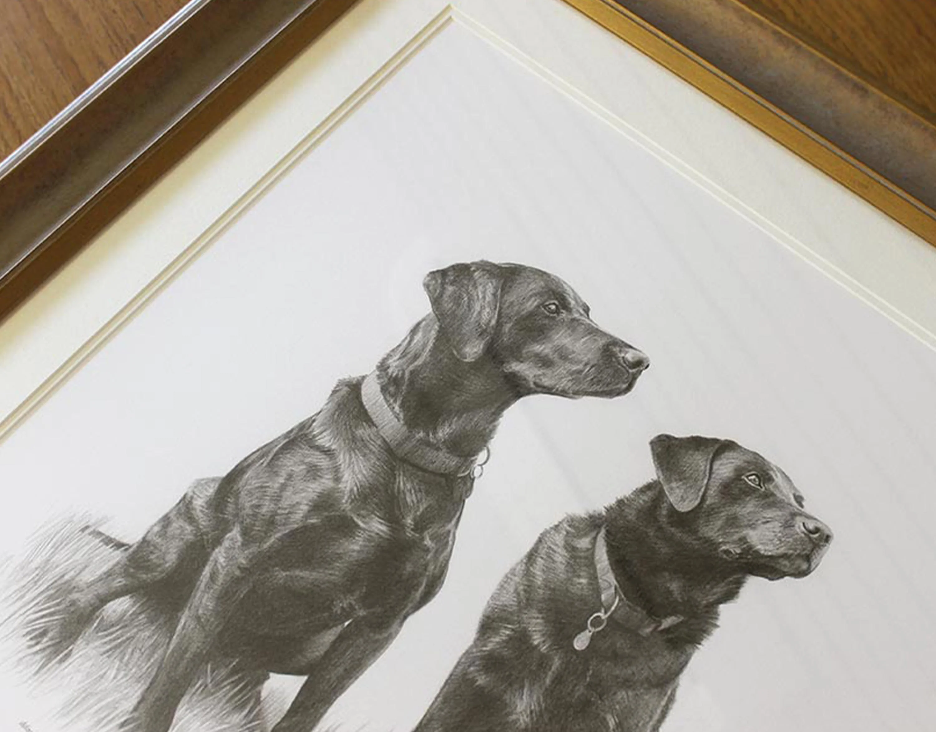 The finished framed drawing of three Black Labradors on display, full view