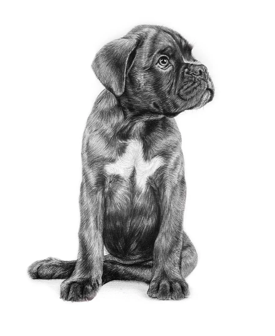 Realistic custom pencil portrait of a Boxer dog, capturing its strong and noble features.