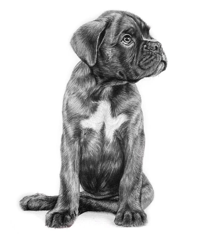 Pencil illustration of a Boxer puppy by Melanie Phillips for pet food branding