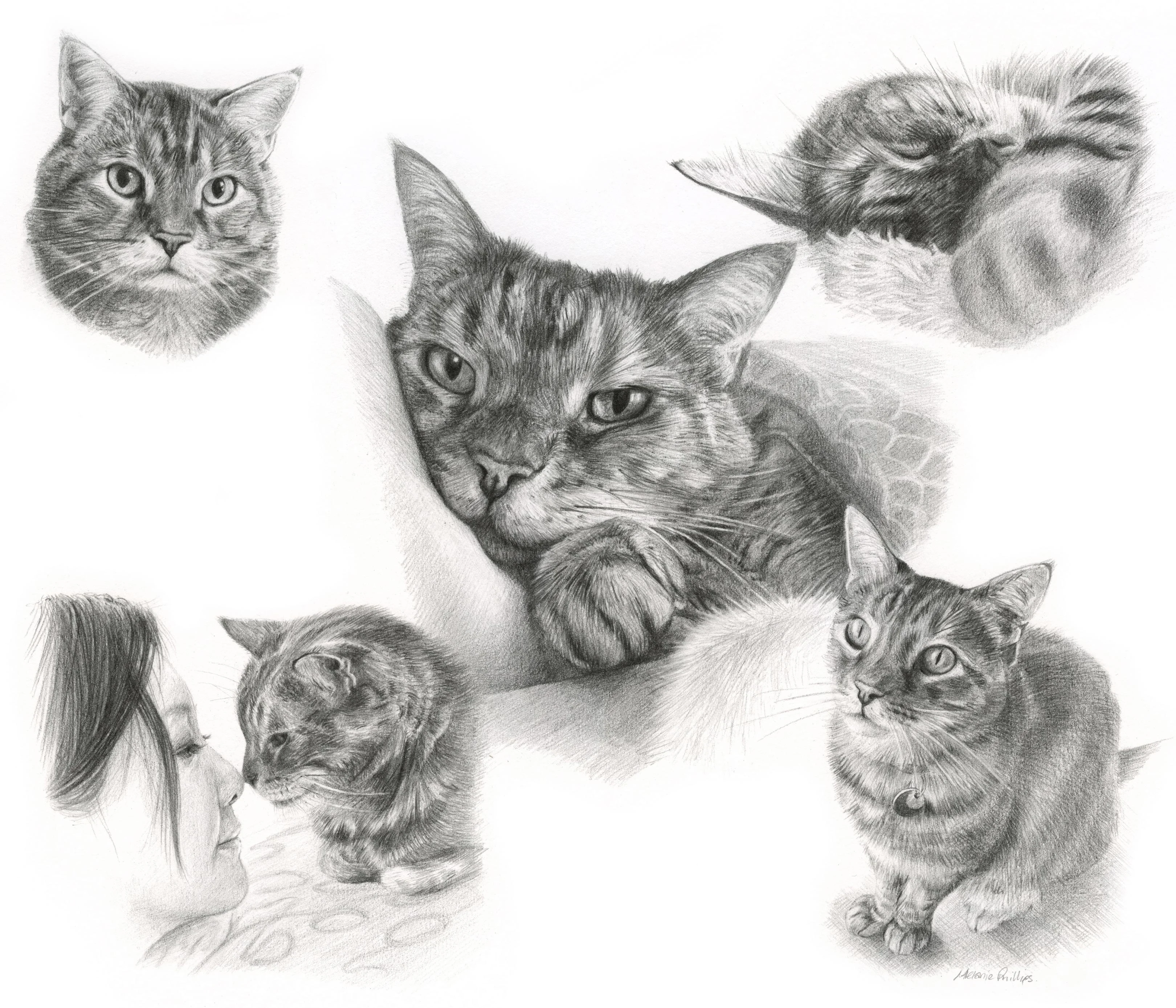 Detailed cat Life Story Portrait pencil portrait of Gilli by Melanie Phillips, showing multiple poses.