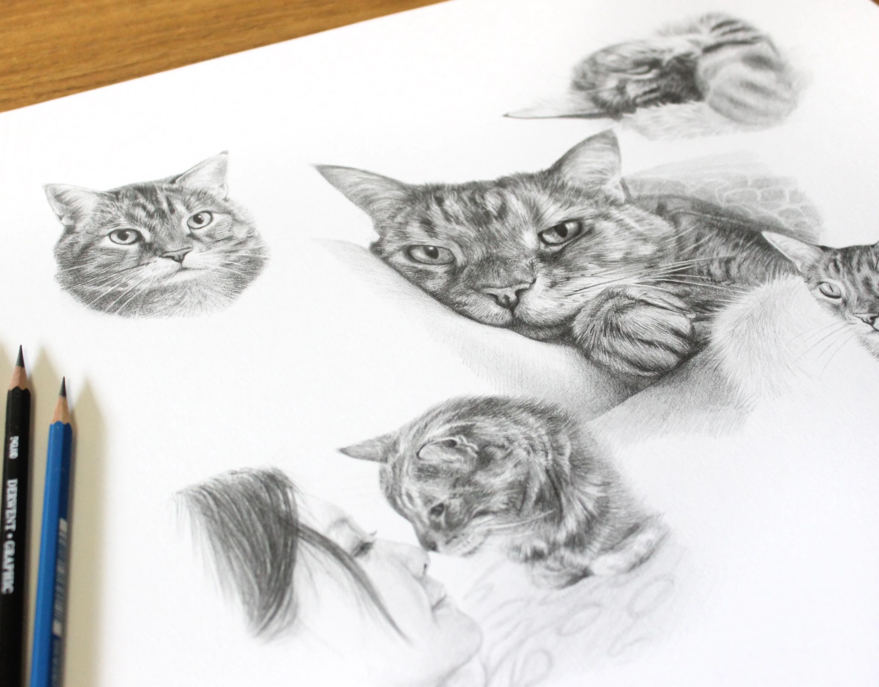 Close-up detail of the custom cat Life Story Portrait pencil portrait, showing Gilli's expressions.