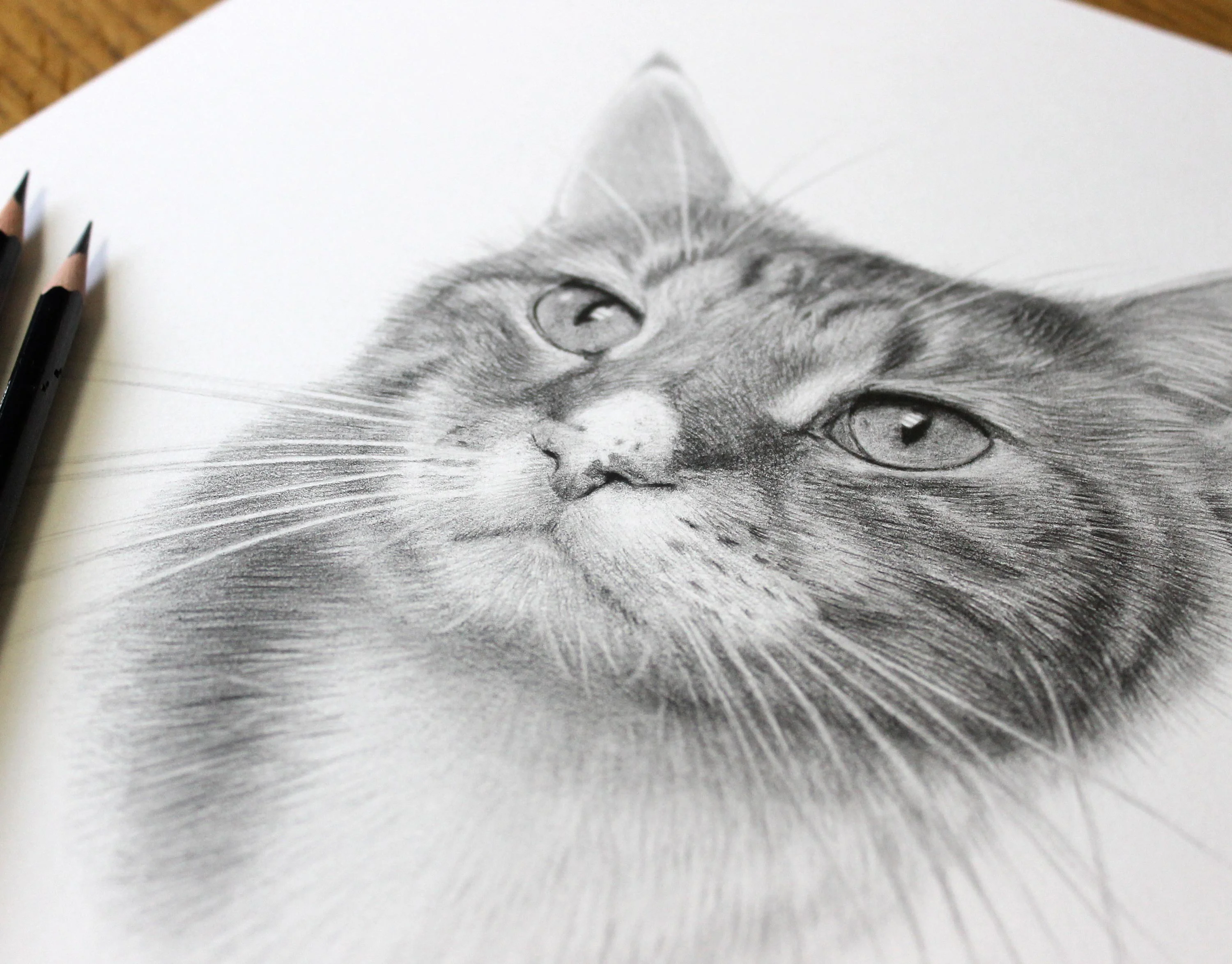 Close-up detail of Tyson's finished pencil portrait, showing fur texture and eyes.