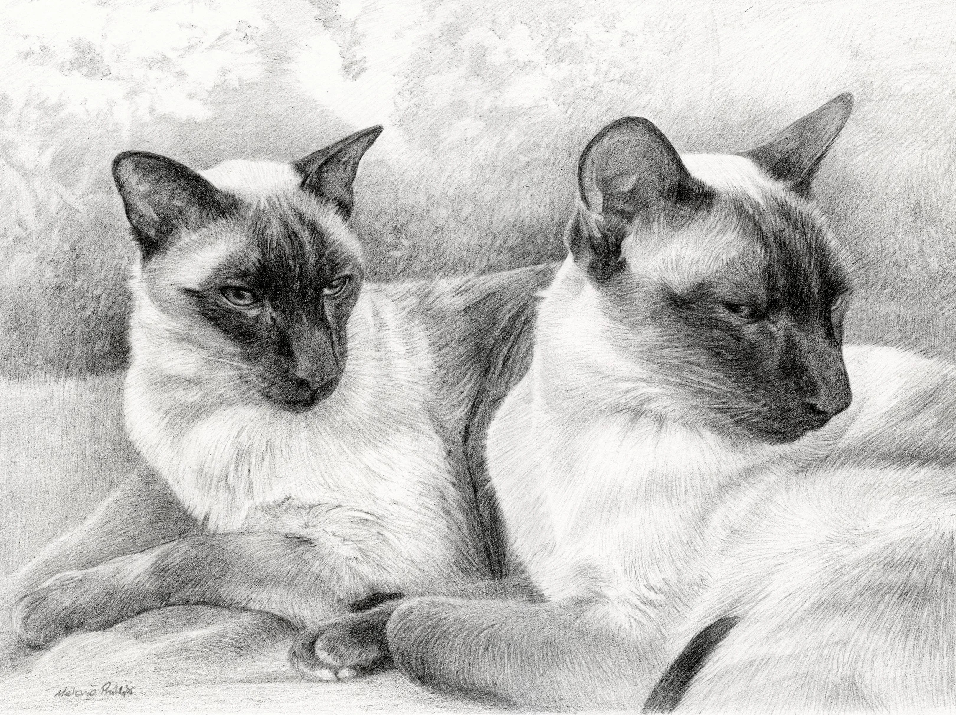Siamese Cat pencil portrait of Tai and Chi by Melanie Phillips, showing the two cats together.