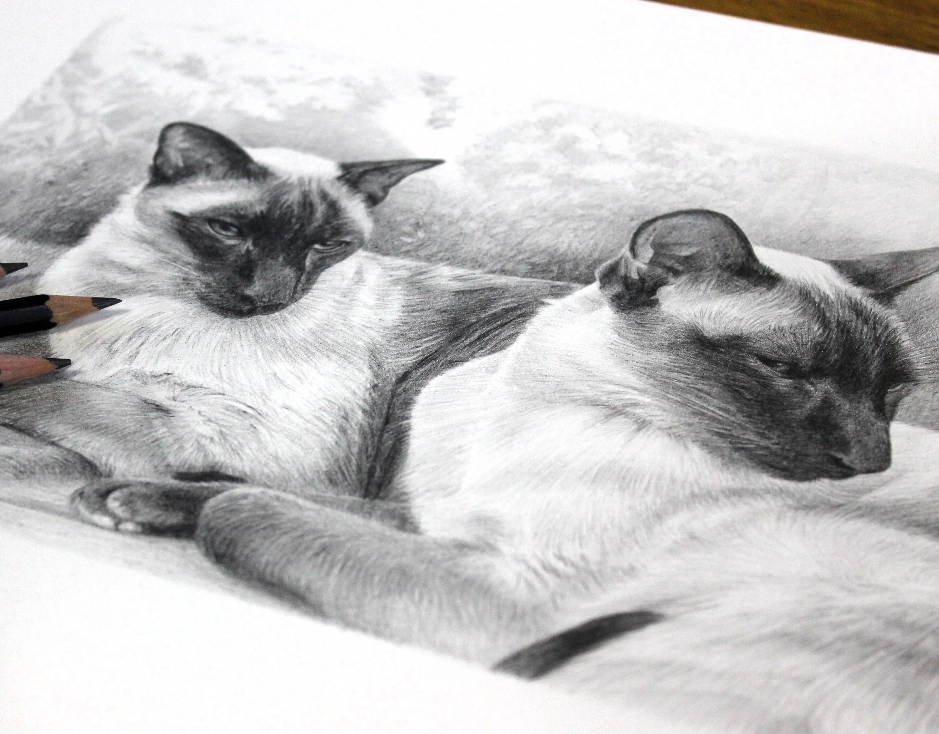 Detailed view of the Siamese cat pencil portrait, highlighting the cats' features and fur.