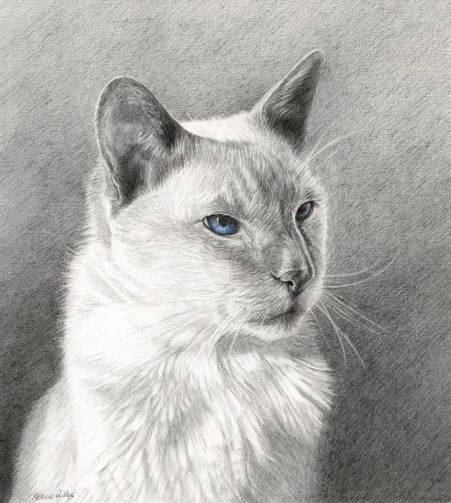 Close-up pencil and coloured pencil portrait of Max, a lilac point Siamese cat, with his blue eyes.