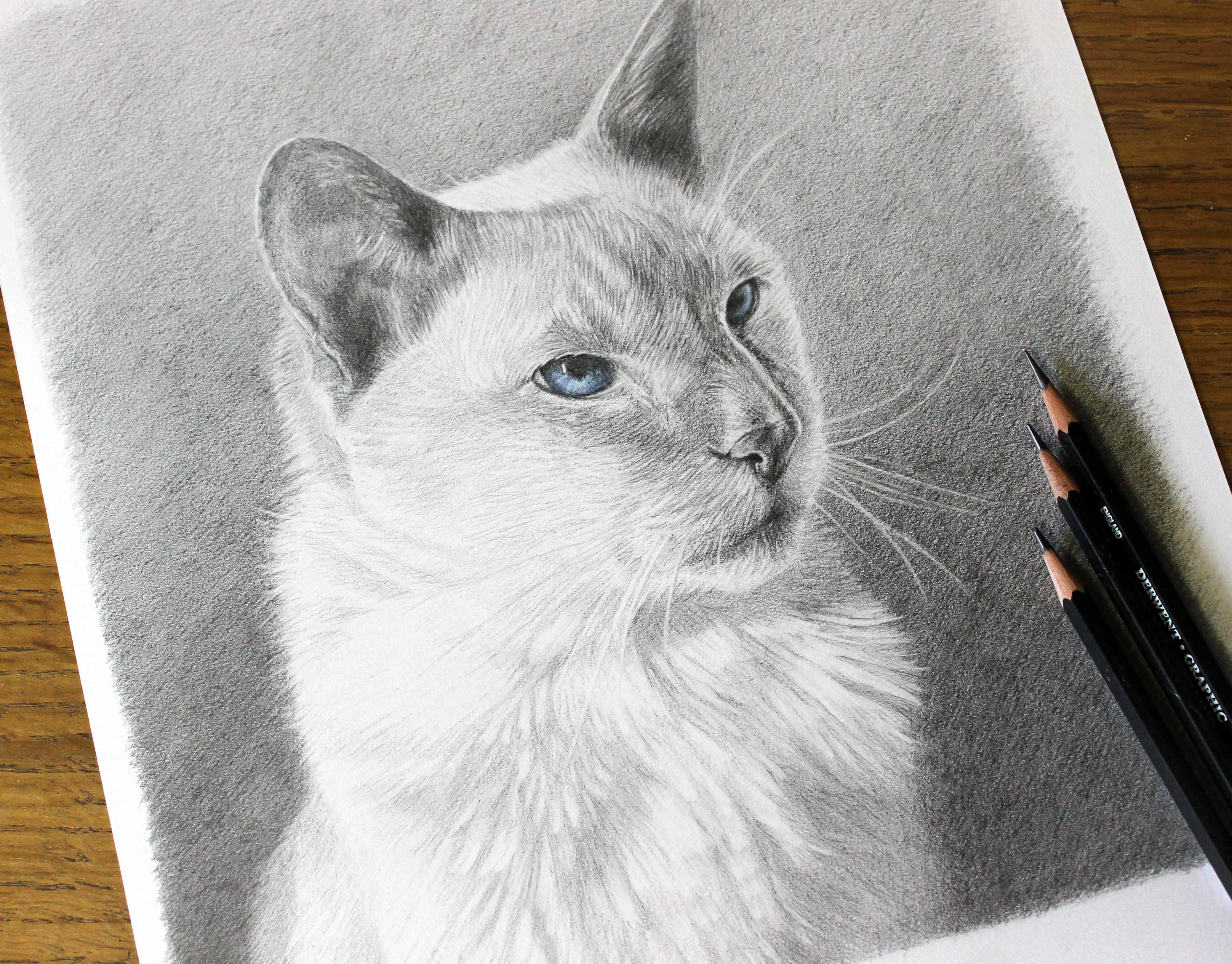 Detailed close-up of Max's memorial cat portrait, showing the artist's pencil work.