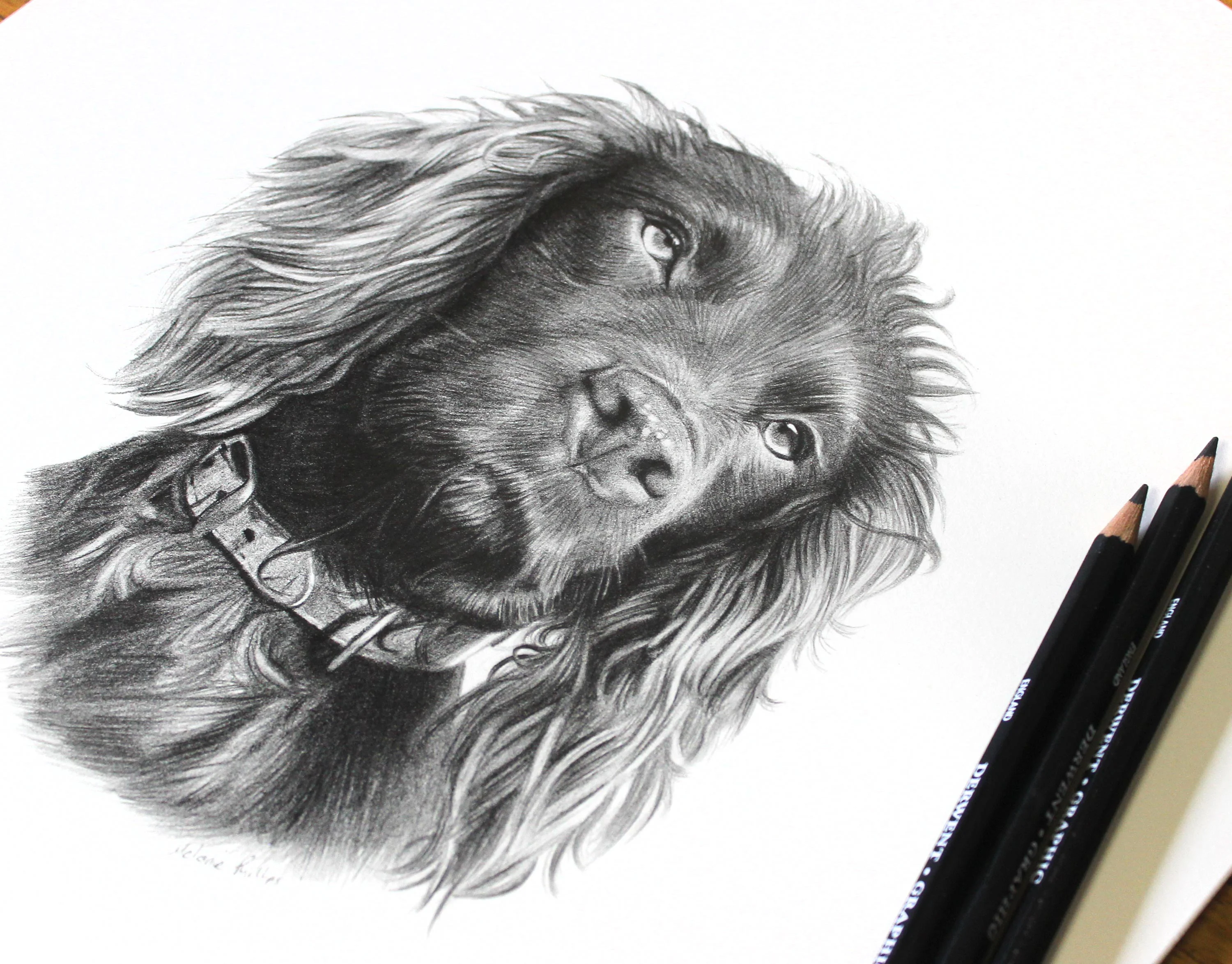 Work-in-progress of the Cocker Spaniel pencil portrait of Moo, showing initial drawing stages.