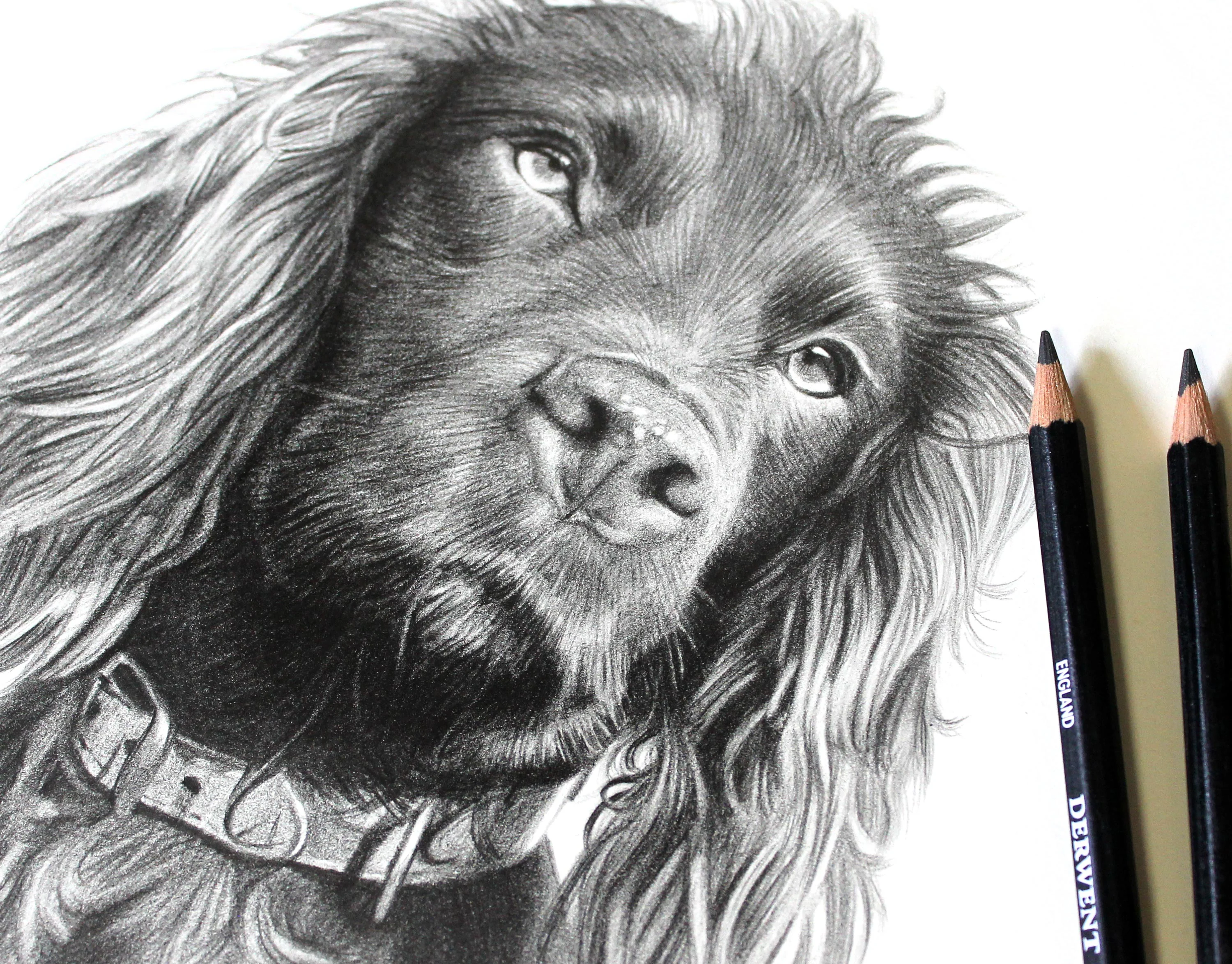Detailed close-up view of the finished Cocker Spaniel pencil portrait of Moo.