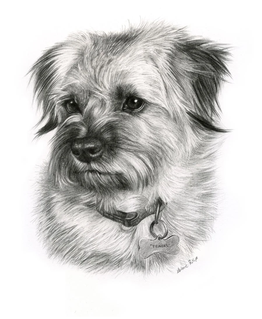Pencil portrait of Teasel, a dog, capturing her playful expression.