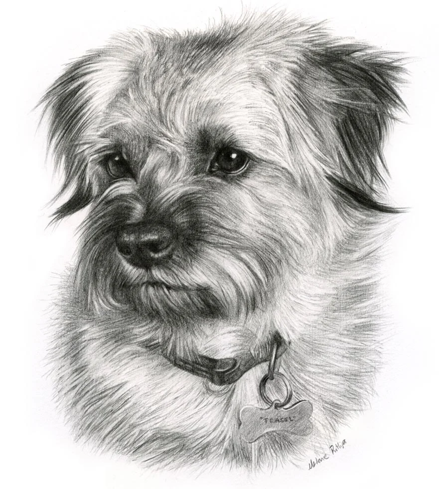 Main reference photo for the pencil portrait of Teasel, a dog with beautiful eyes.