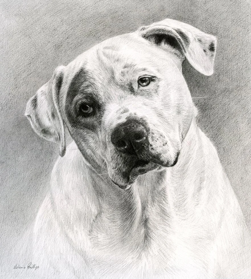 Reference photo of Kilo, a beautiful dog, used for the pencil portrait.