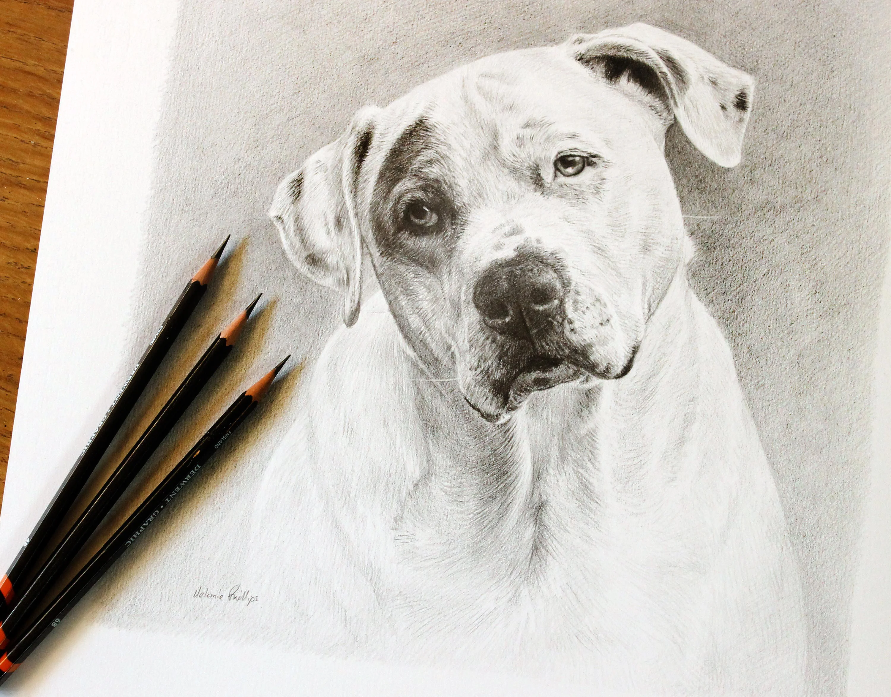 Close-up of the pencil portrait of Kilo, showing the artist's pencils and drawing details.