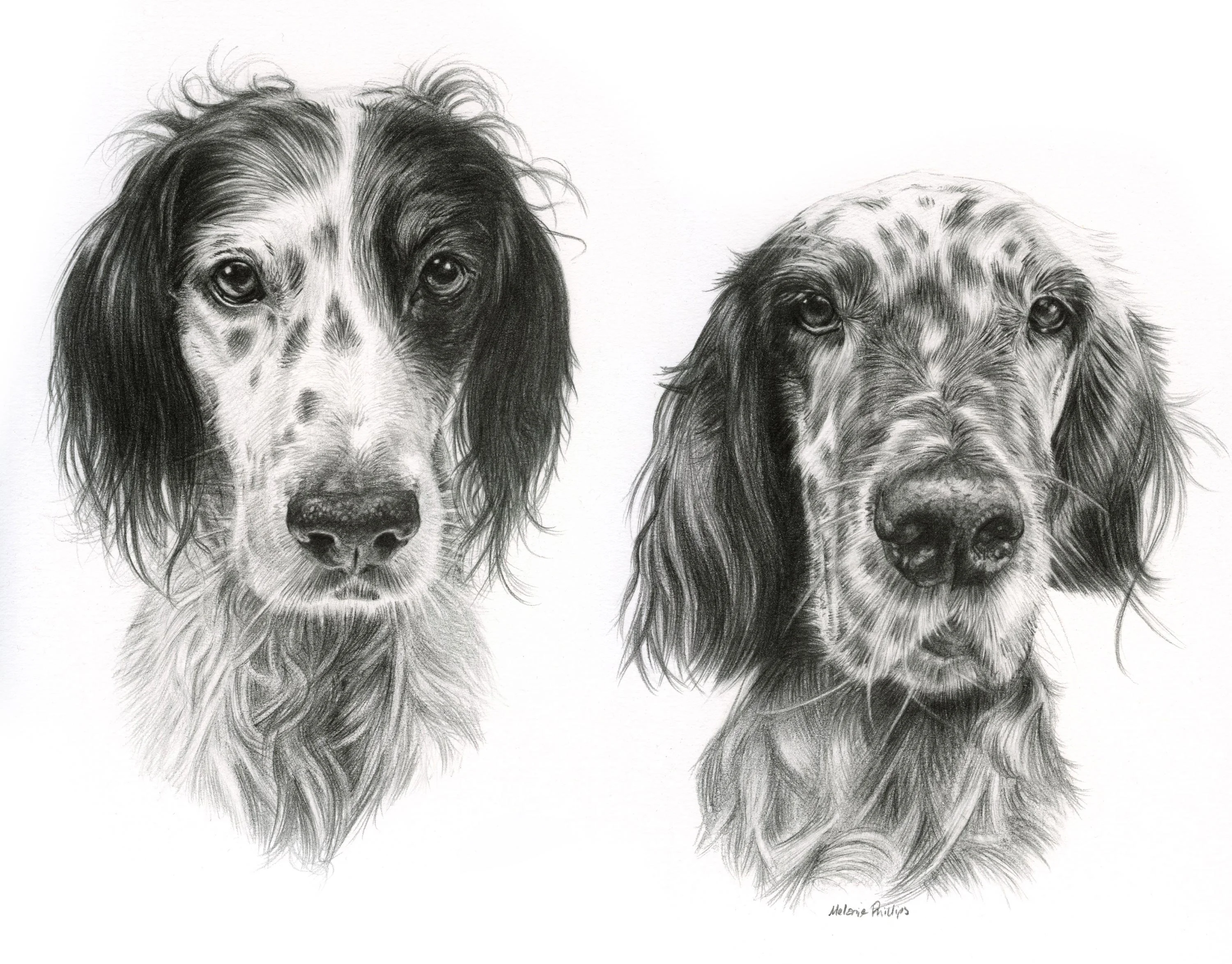 Reference photo of two English Setters, Violet and Gill, for a custom pencil portrait.