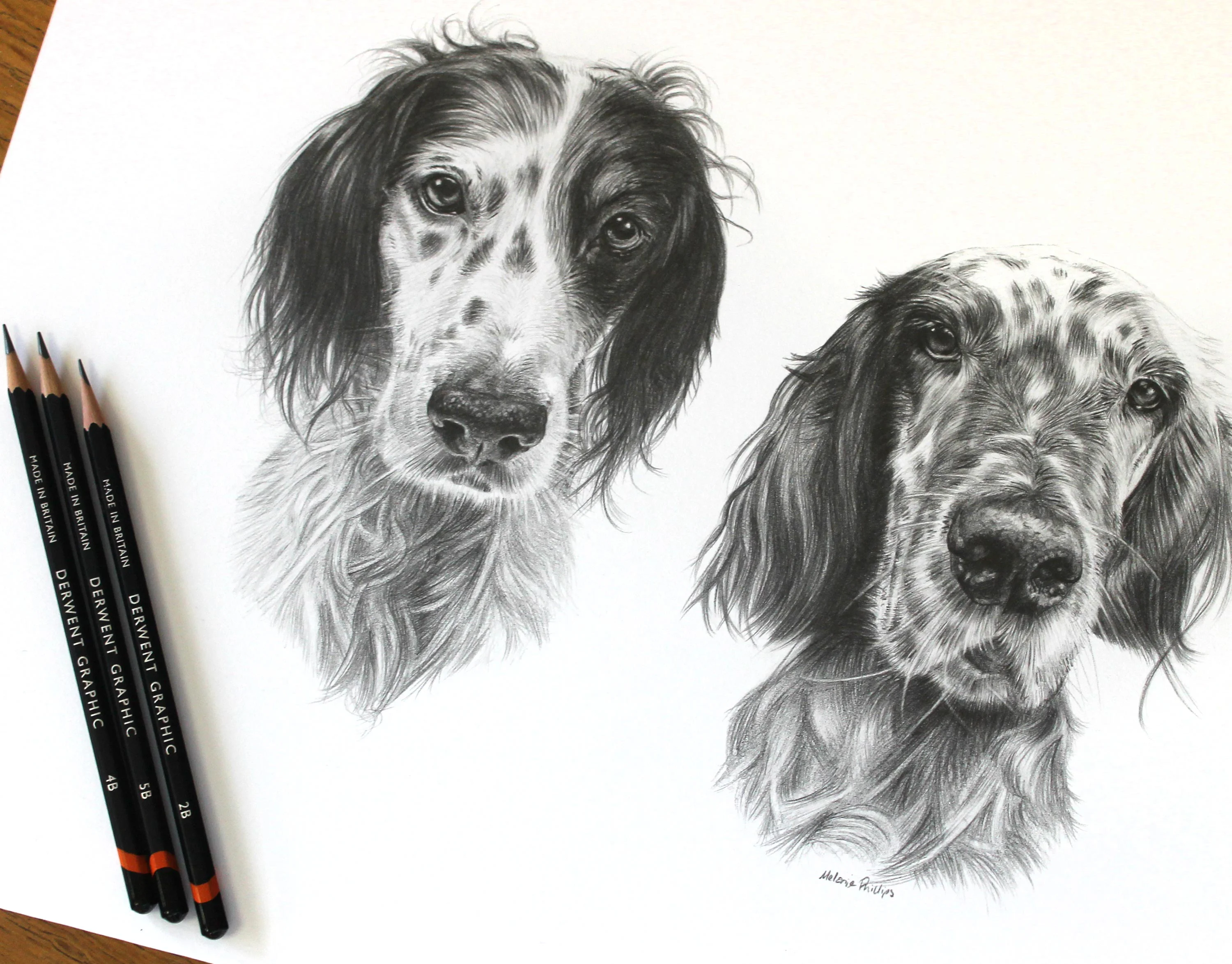 The completed pencil portrait of English Setters Violet and Gill.