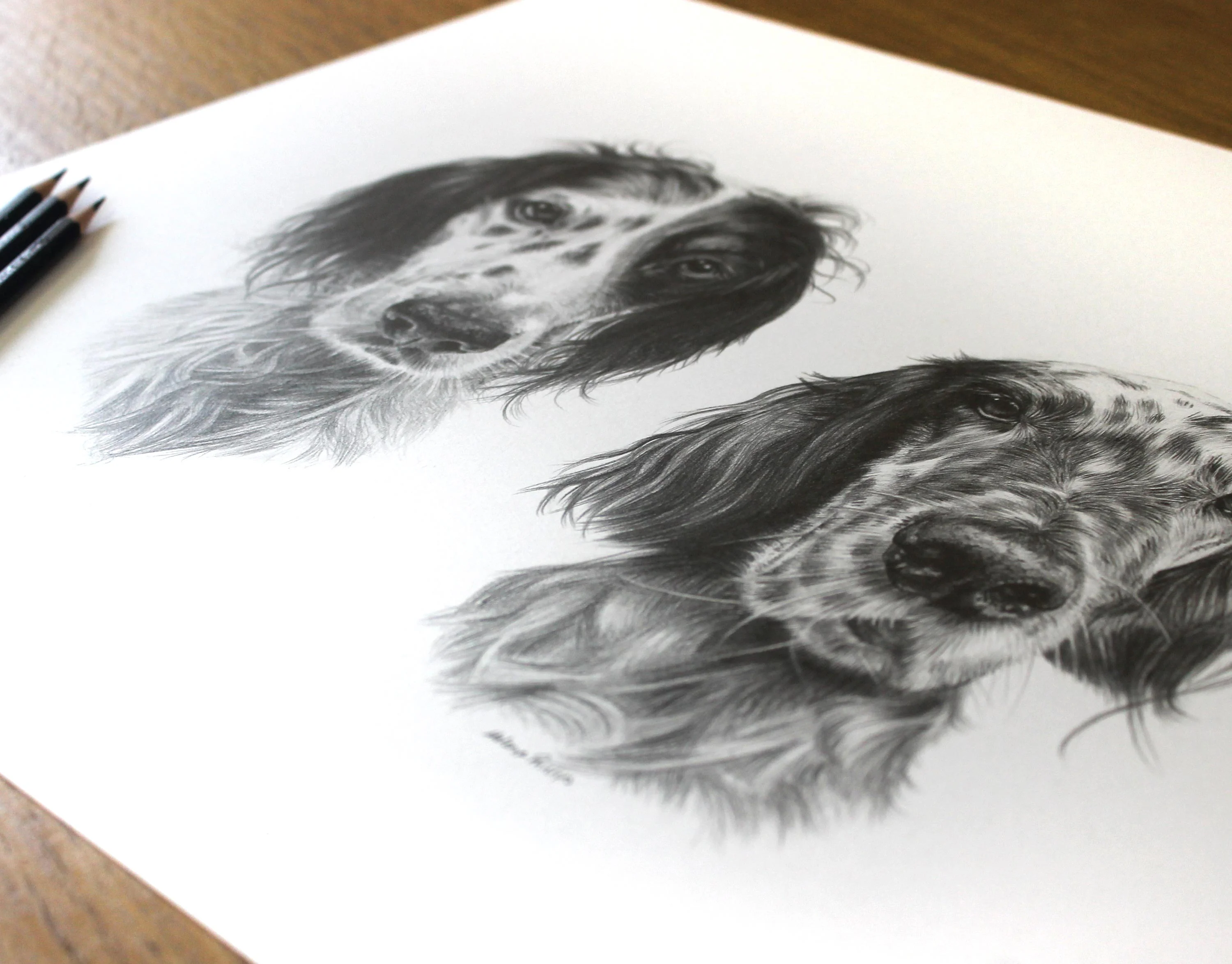 Artist working on the pencil portrait of English Setters Violet and Gill, showing progress.