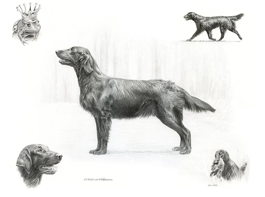 Life Story Portrait pencil portrait of Frog, a Flat-Coated Retriever, showing various expressions and activities.