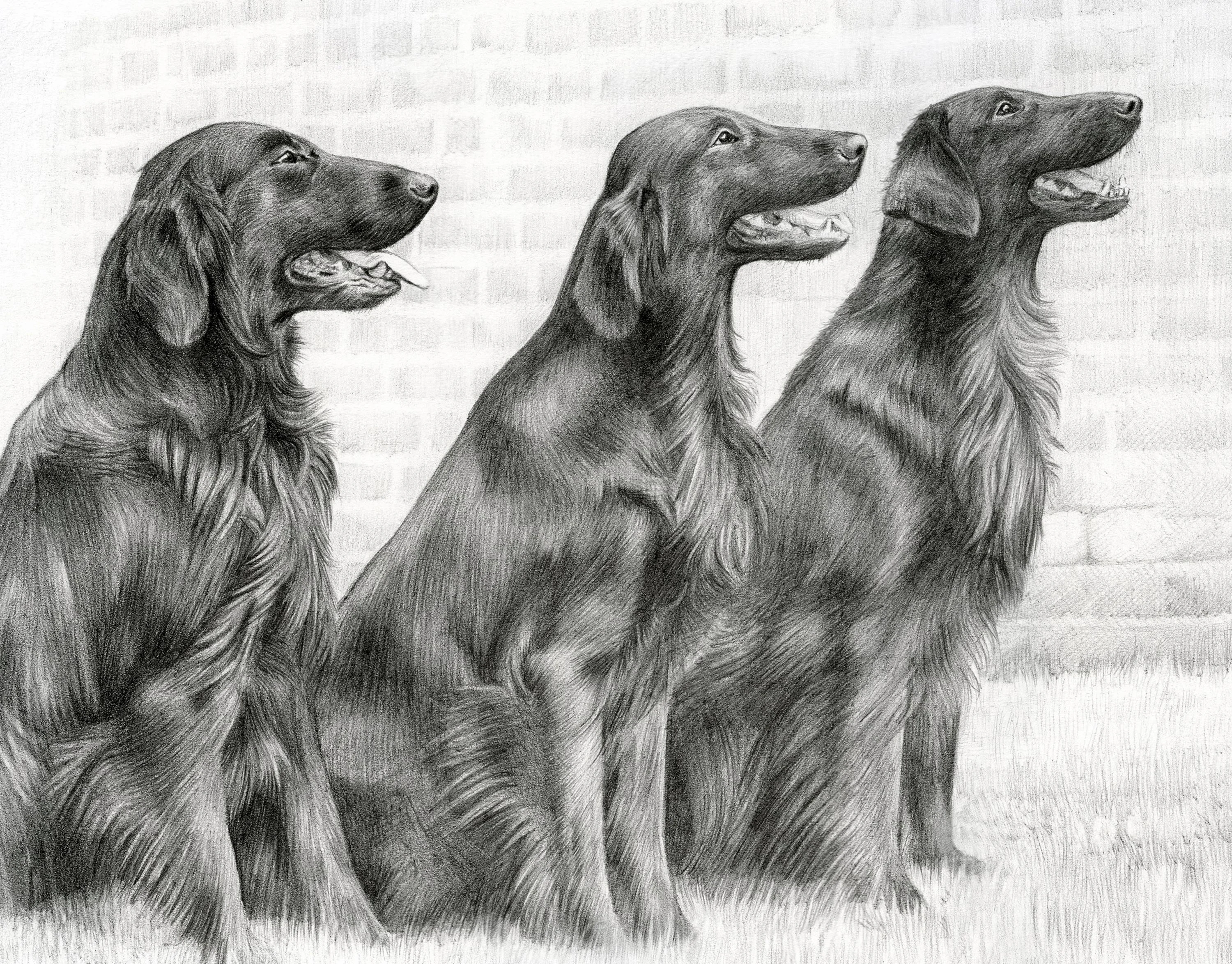 Reference photo of three Flat Coated Retrievers: Jenson, Liffey, and Forrest, for a pencil portrait.