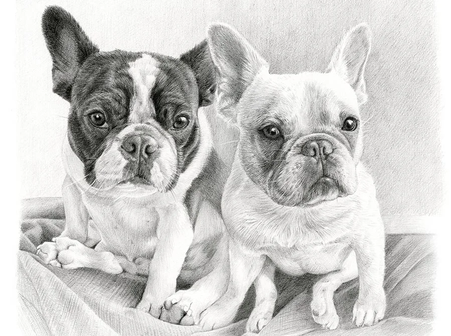 Pencil portrait of Jungi and Daisy, two French Bulldogs, captured together.