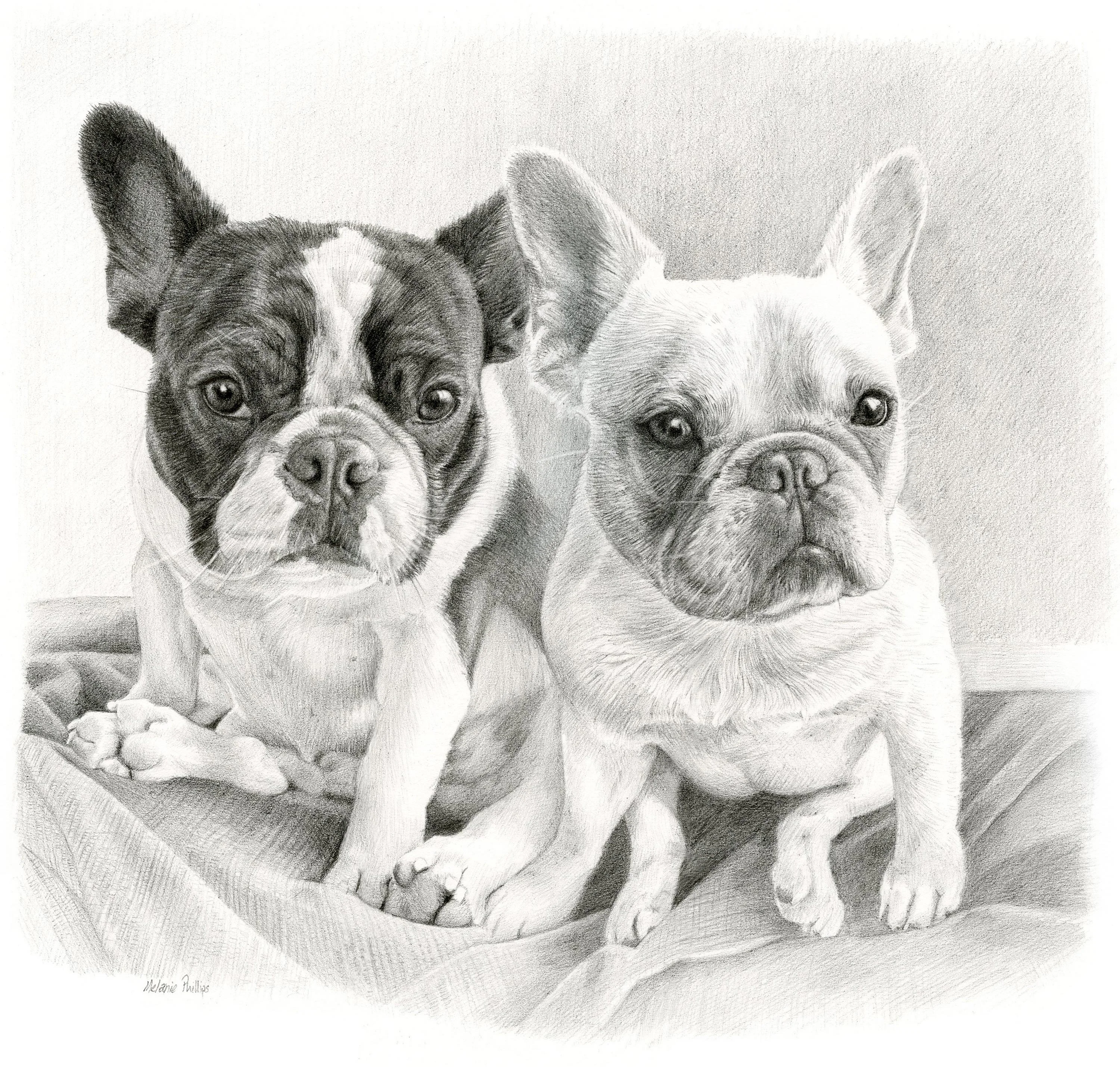 Reference photos of two French Bulldogs, Junji and Daisy, for a custom pencil portrait.