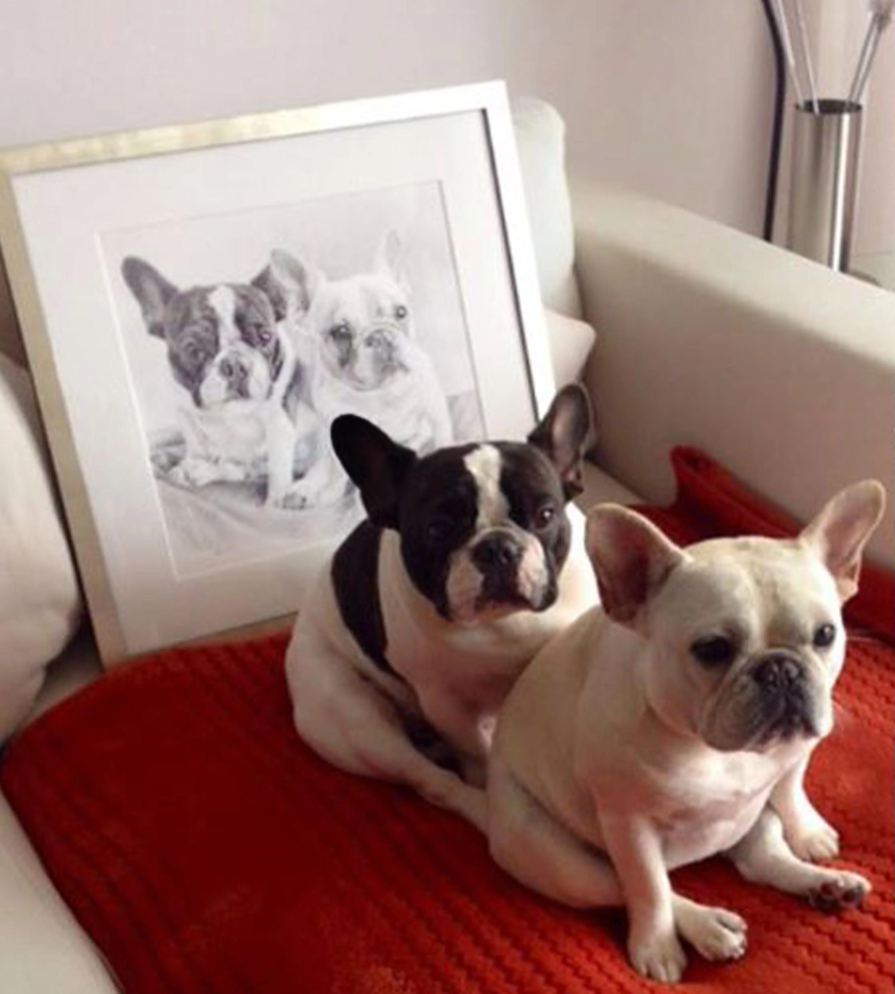Daisy the French Bulldog sitting next to her newly framed pencil portrait.