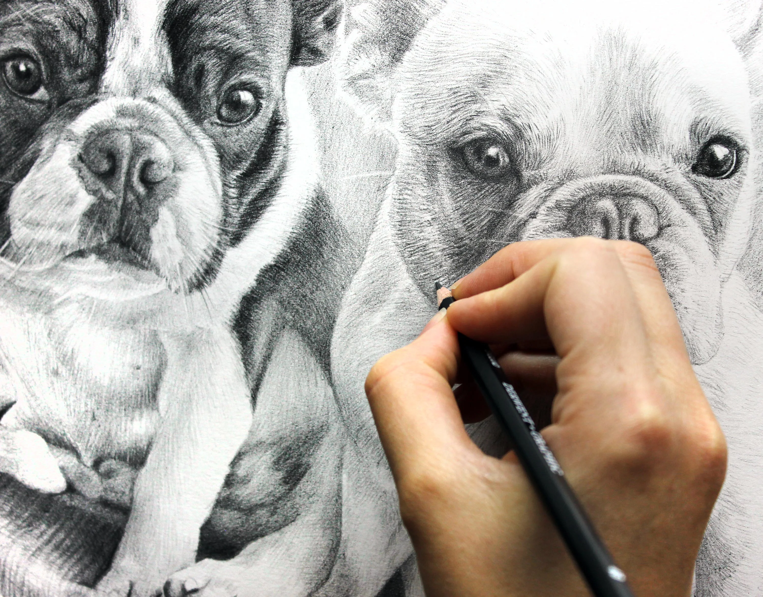 The French Bulldog pencil portrait of Junji and Daisy displayed against a dark background.