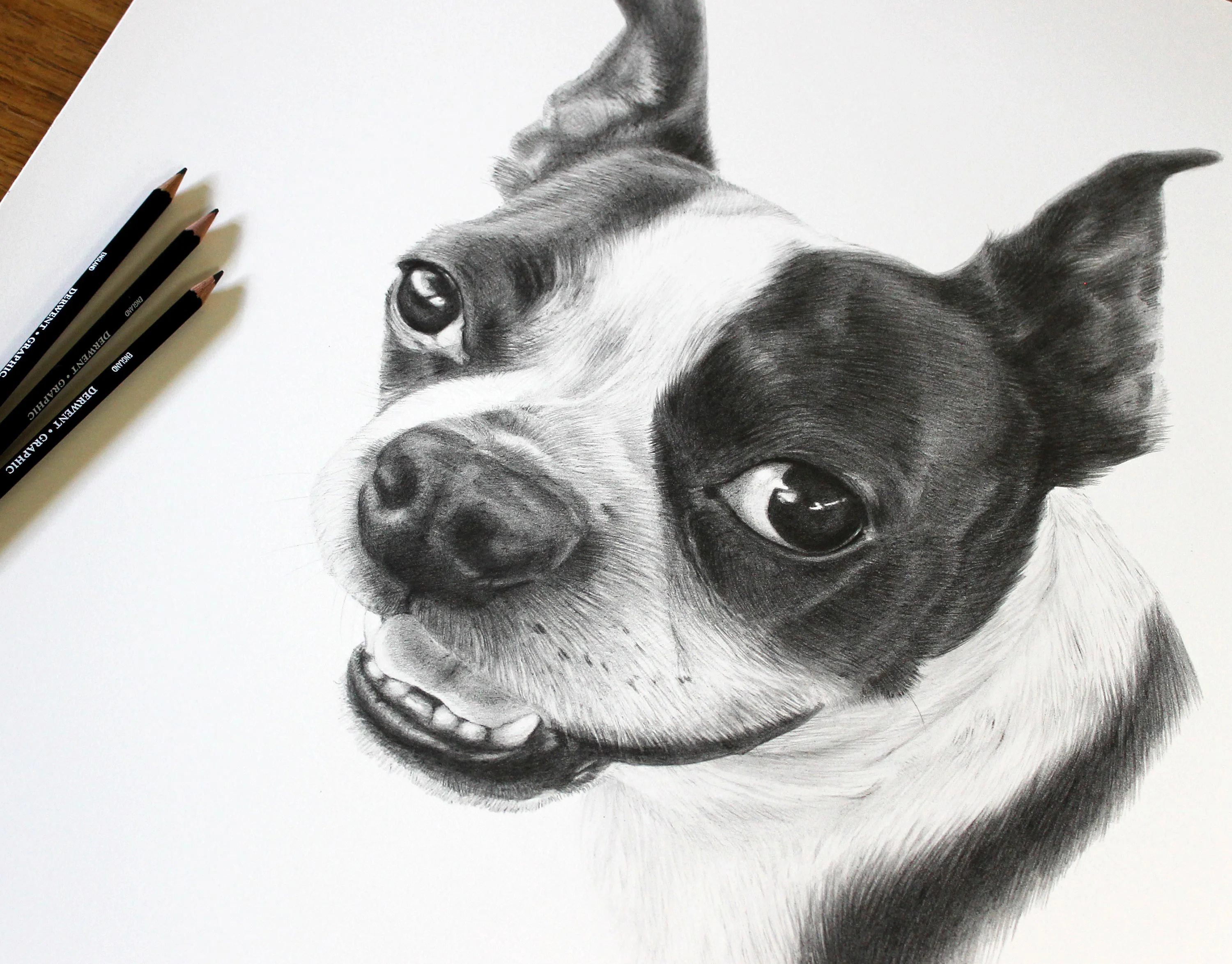 Close-up of the Boston Terrier pencil portrait of Aspen, showing fine detail