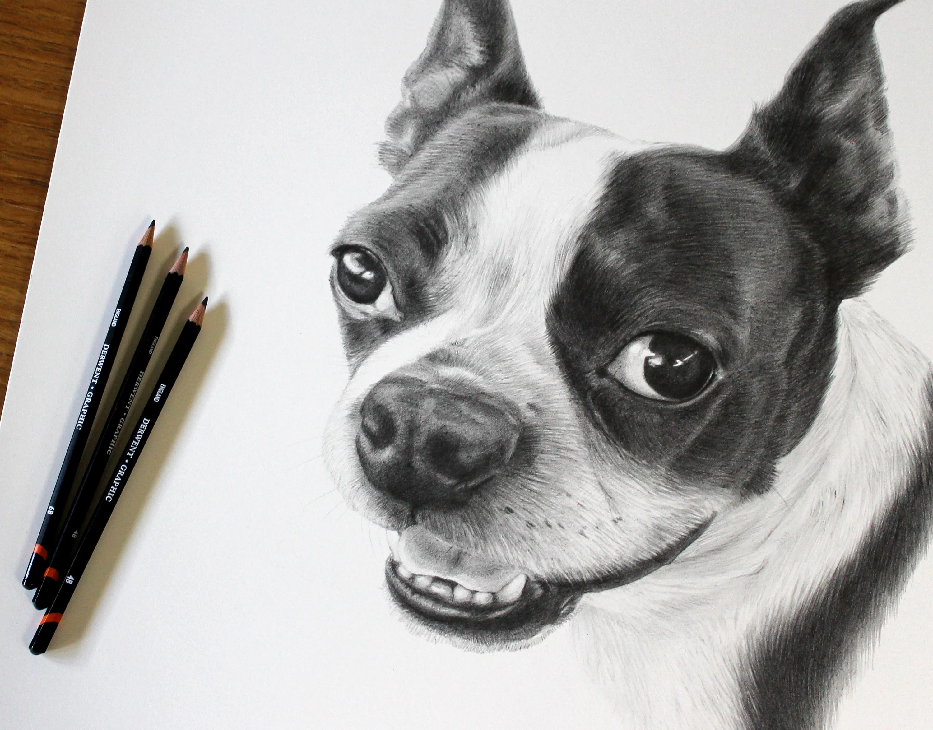 Boston Terrier pencil portrait of Aspen on a drawing board with pencils for scale