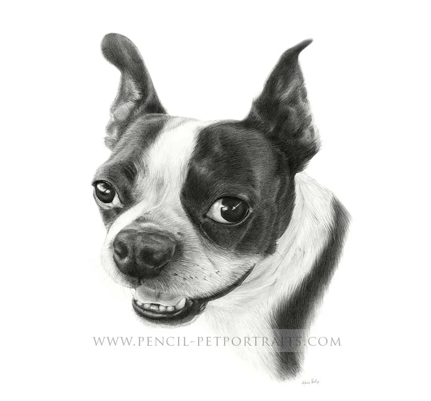Boston Terrier pencil portrait of Aspen, capturing her unique expression