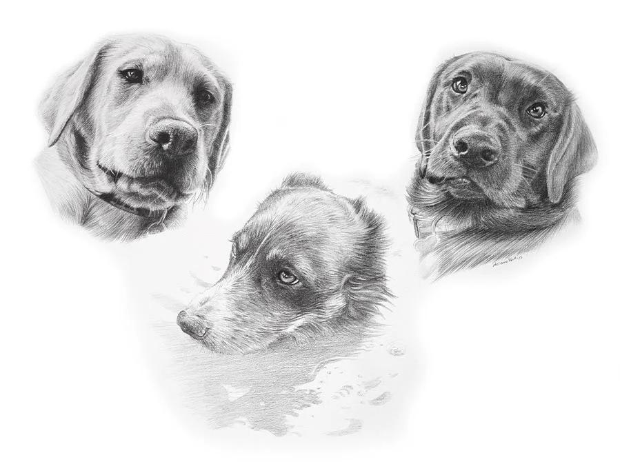 Pencil portrait combining Winston, Alfie, and Ziggy, three dogs, in one detailed drawing.