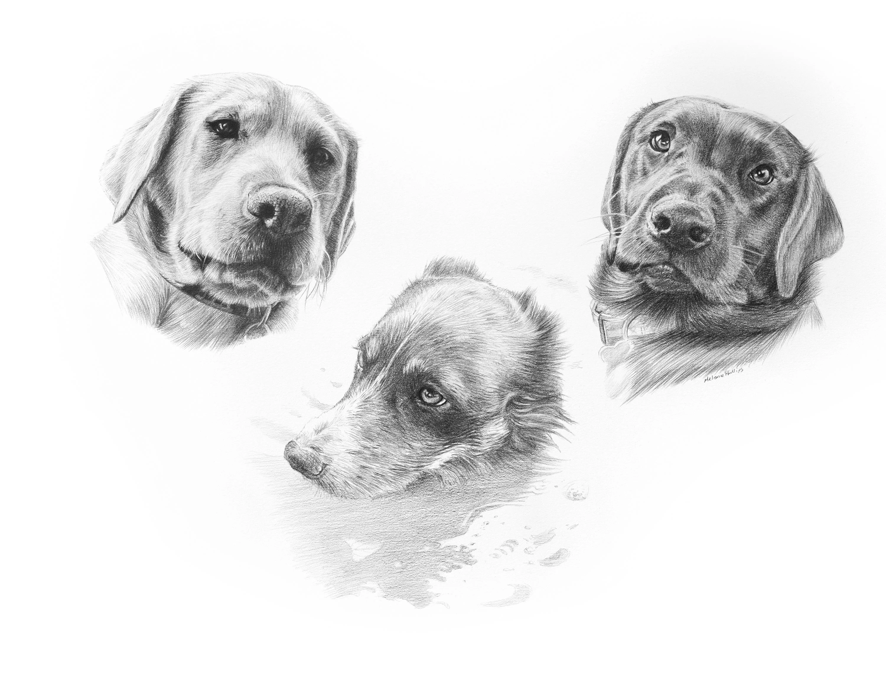 Detailed pencil portrait of a black Labrador named Ziggy and two Collies, Winston and Alfie, capturing their distinct features.