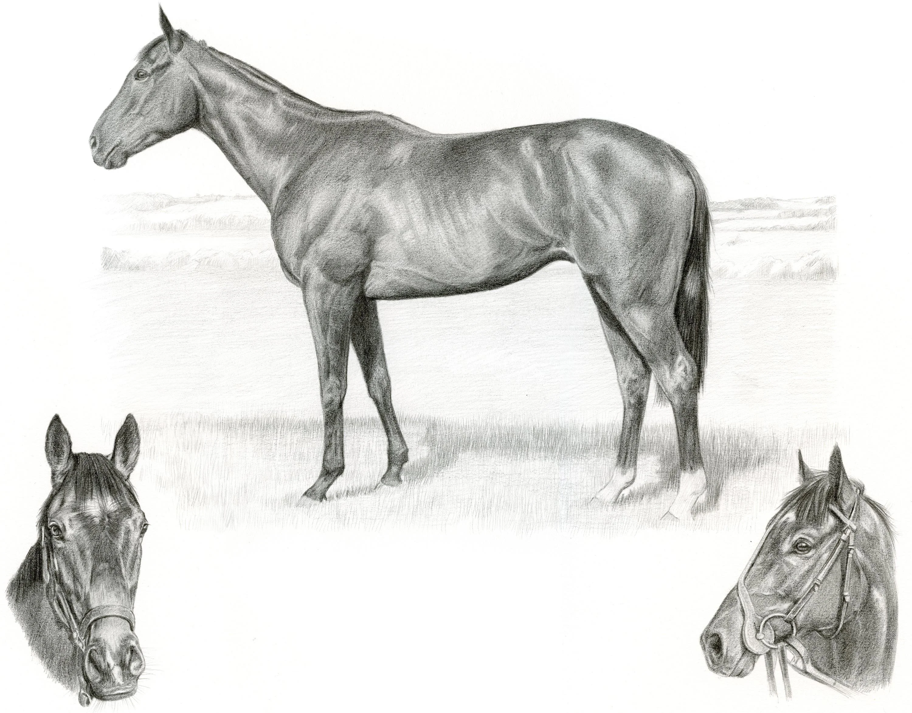 Reference photos showing a head study and full body pose of racehorse Charles for a Life Story Portrait pencil portrait.