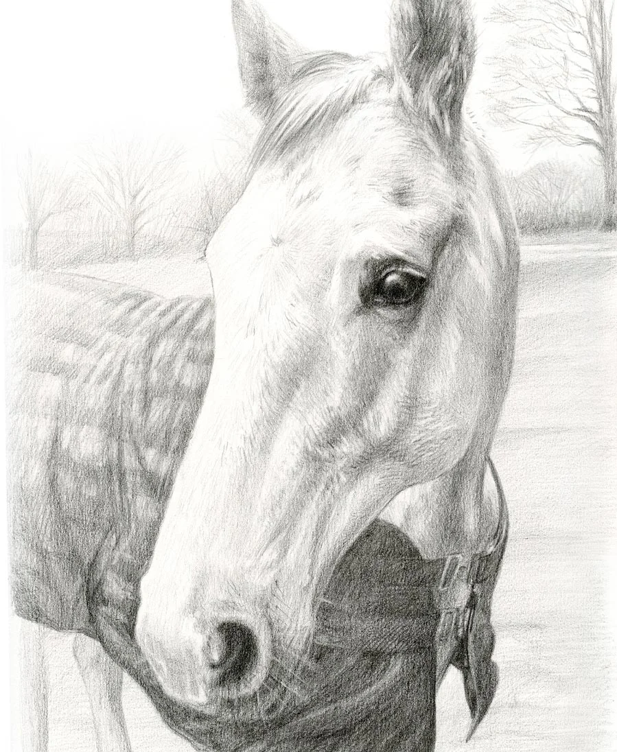 Pencil portrait of Al, a horse, highlighting his distinct features and mane.