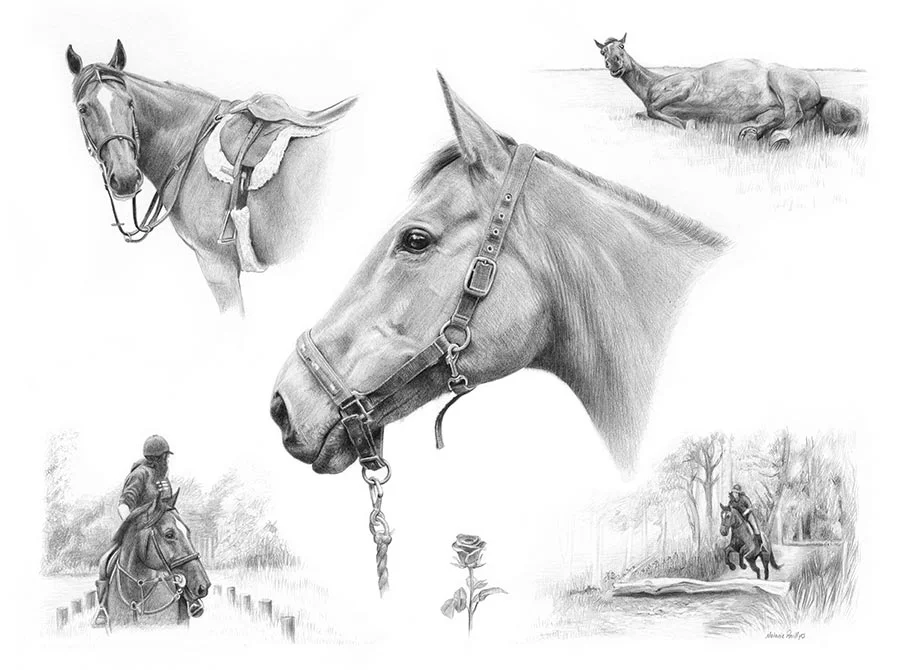 Life Story Portrait pencil portrait of Rose, a horse, depicting different angles and expressions.