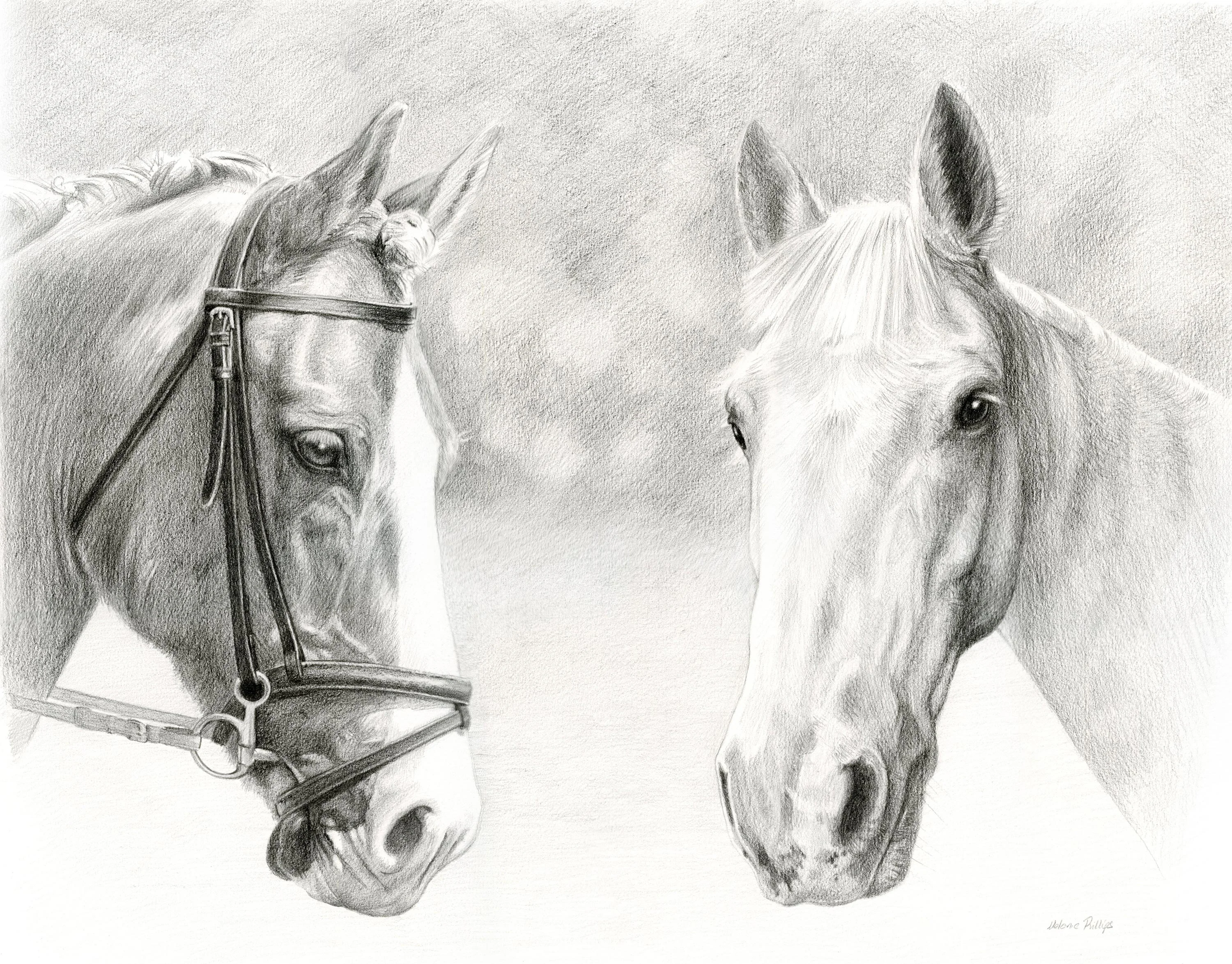 Reference photos for a double horse pencil portrait of Monty and Duffy.