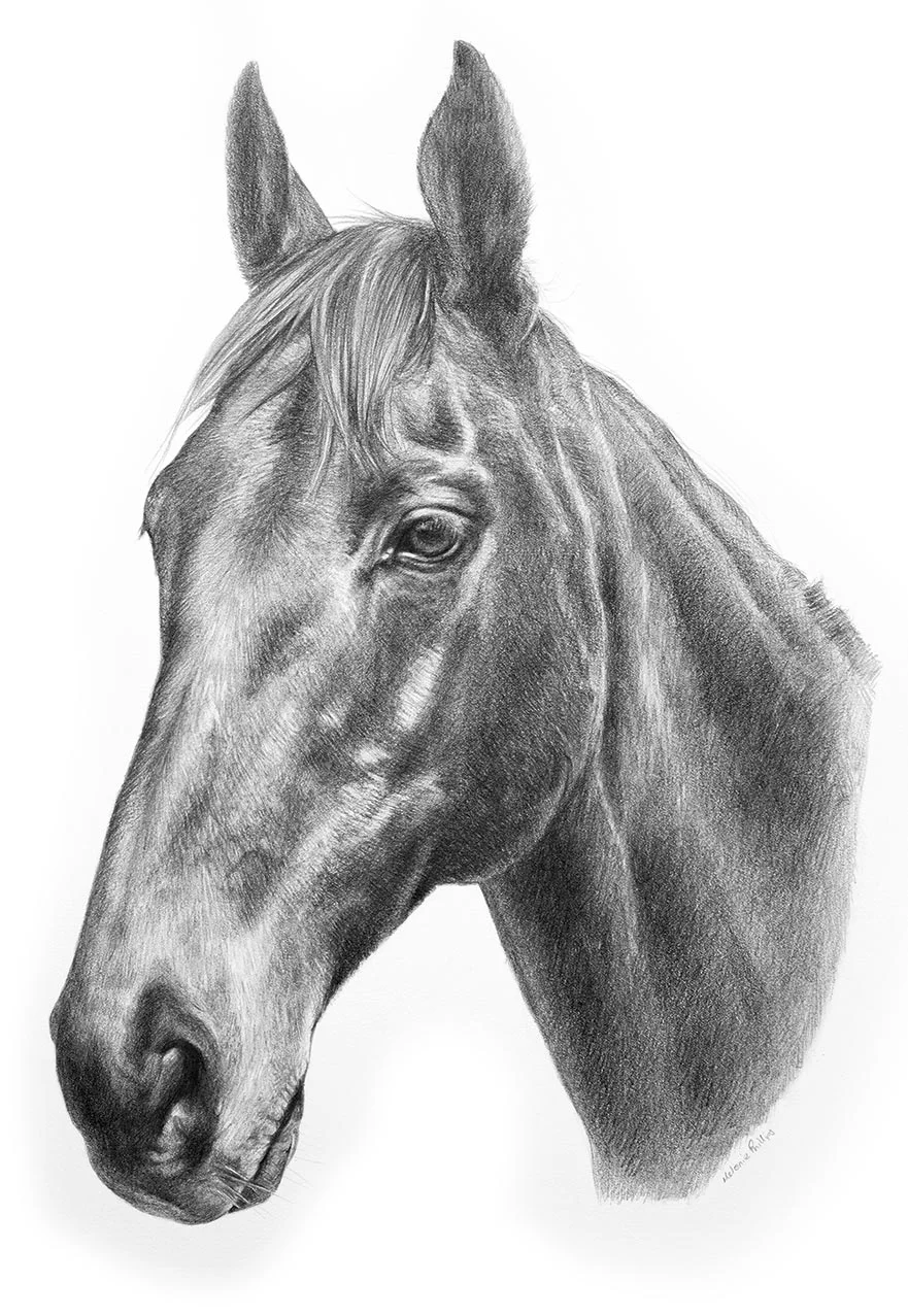 Reference photo of Duker, a horse with a calm and intelligent expression, for a pencil portrait.